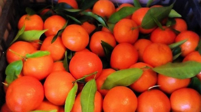 Coldiretti Calabria, nella sibaritide crisi profonda per le clementine IGP Calabria, piogge alluvionali e prezzi stracciati alla produzione