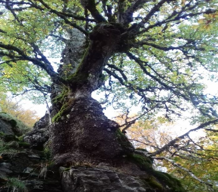 Nel Parco dell’Aspromonte vive una delle querce più vecchie del mondo