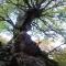 Nel Parco dell’Aspromonte vive una delle querce più vecchie del mondo
