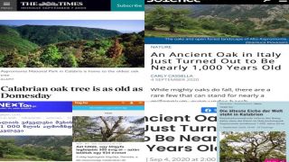 In Aspromonte la Quercia più antica del Mondo: la notizia sulla stampa internazionale